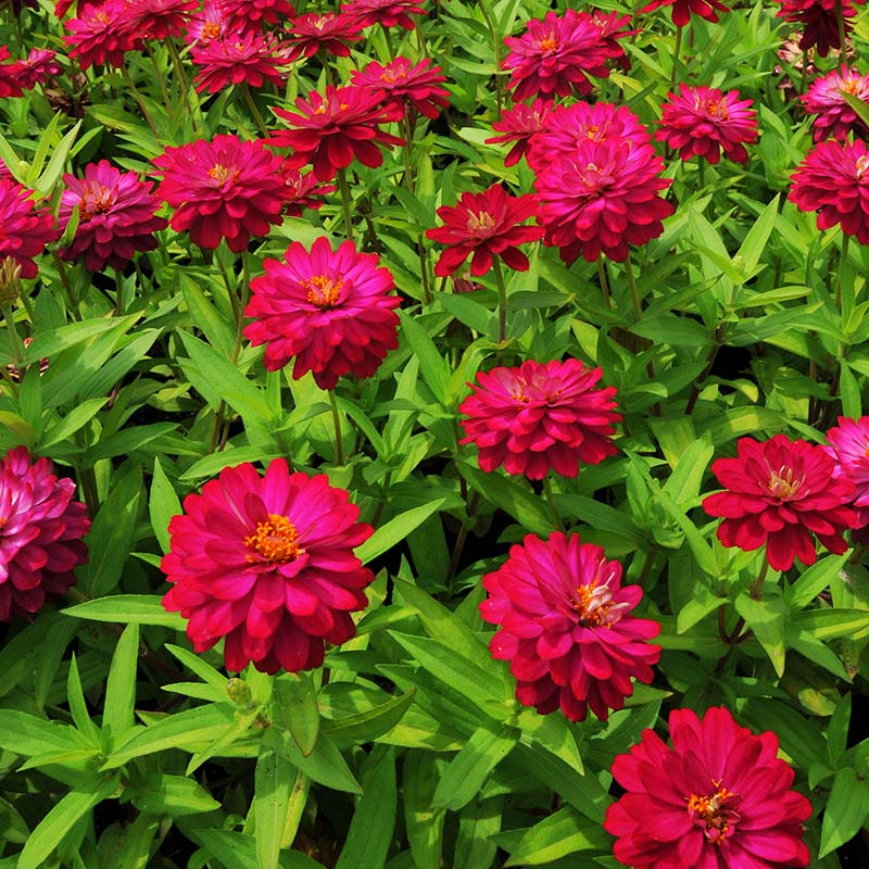 Zinnia Zahara Double Cherry Seed