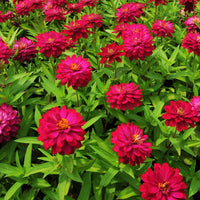 Zinnia Zahara Double Cherry Seed