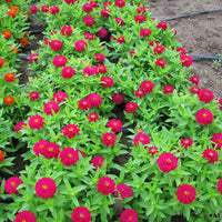 Zinnia Zahara Double Cherry Seed