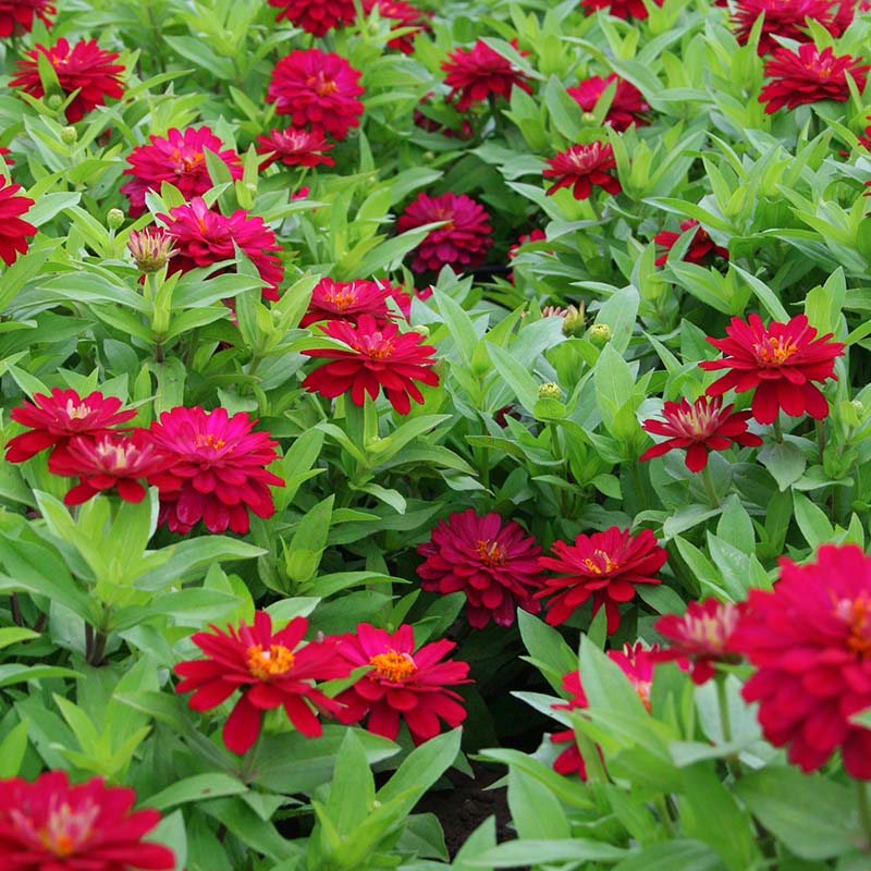 Zinnia Zahara Double Cherry Seed