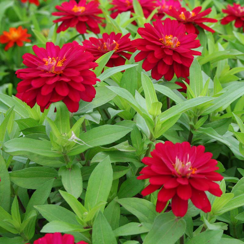 Zinnia Zahara Double Cherry Seed