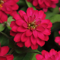 Zinnia Zahara Double Cherry Seed