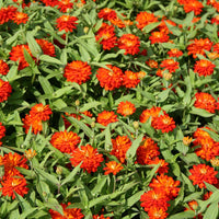 Zinnia Zahara Double Fire