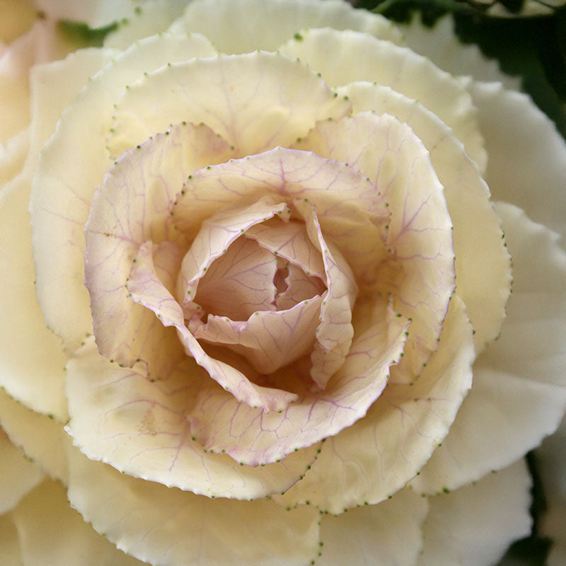 Ornamental Kale Lucir White F1 Seed