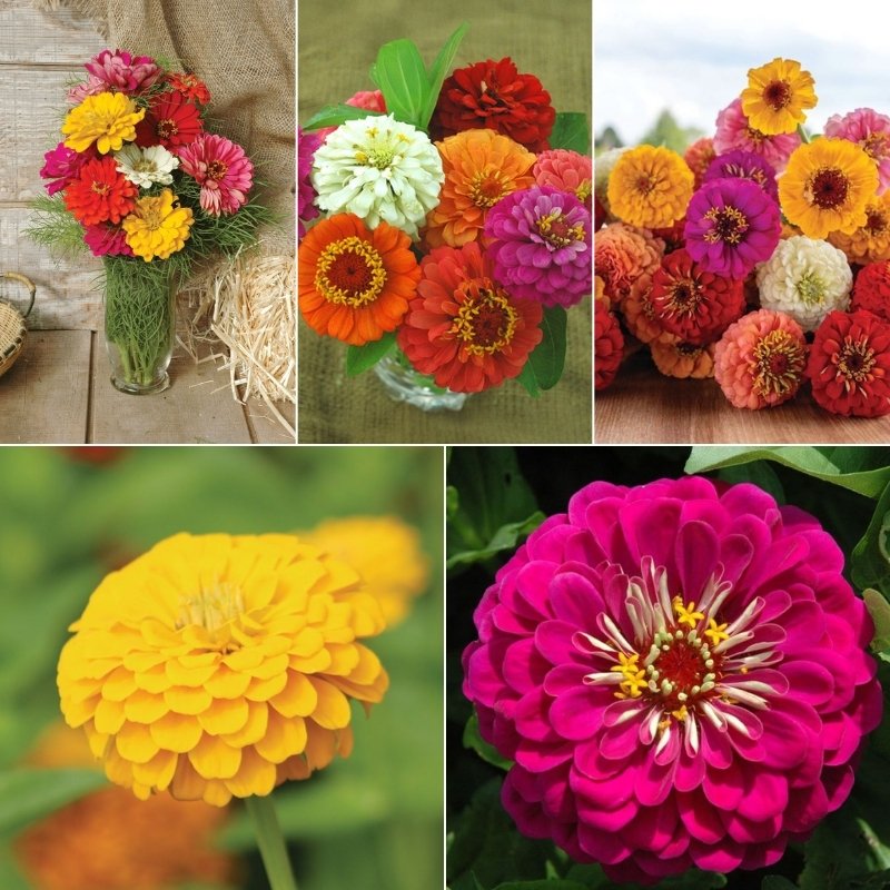 Zinnia Cut Flower Sampler Collection Seed