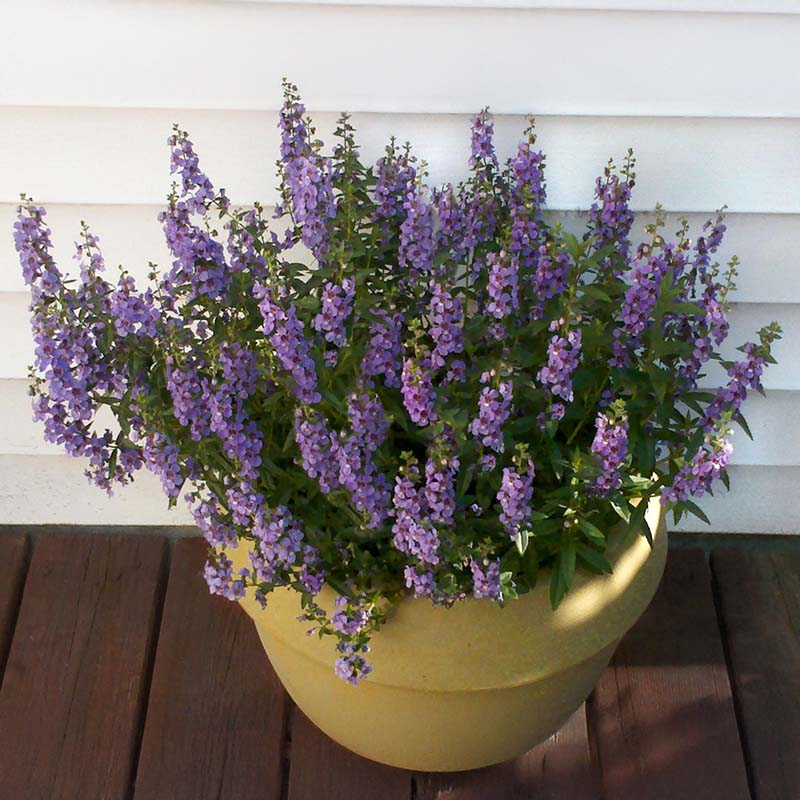 Angelonia Serena Blue F1 Seed