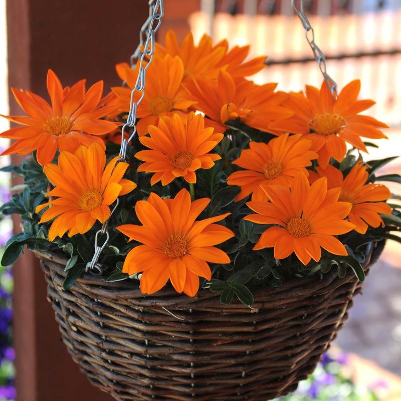Gazania New Day Clear Orange F1 Seed