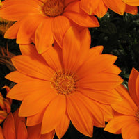 Gazania New Day Clear Orange F1 Seed