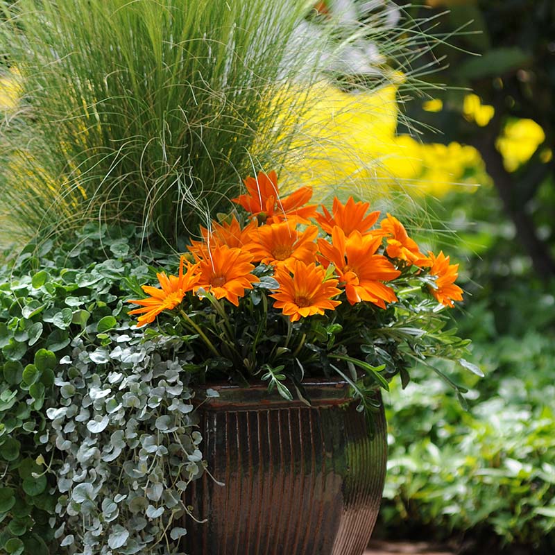 Gazania New Day Clear Orange F1 Seed