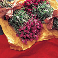 Gomphrena Audray Mix Seed