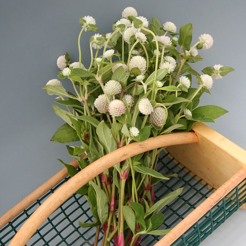 Gomphrena Audray Mix Seed