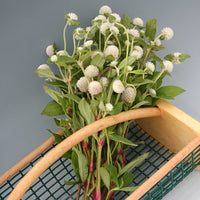 Gomphrena Audray Mix Seed
