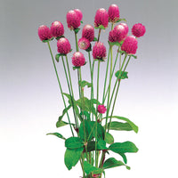 Gomphrena Audray Mix Seed