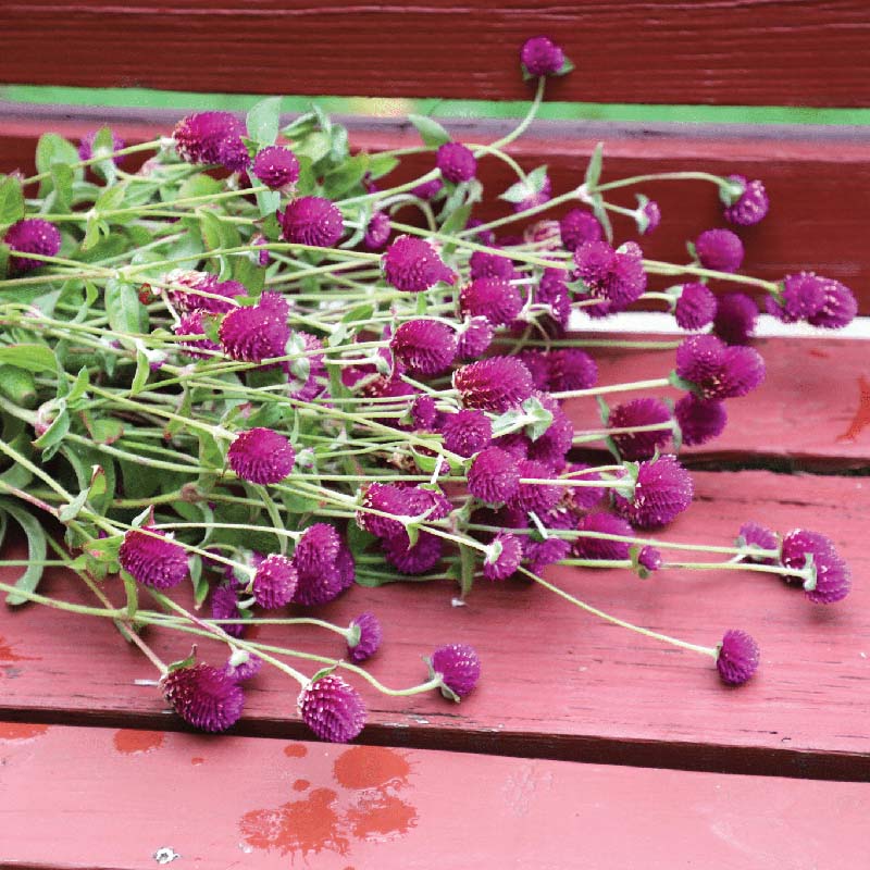 Gomphrena Audray Mix Seed