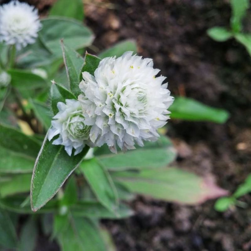 Gomphrena Audray White Seed