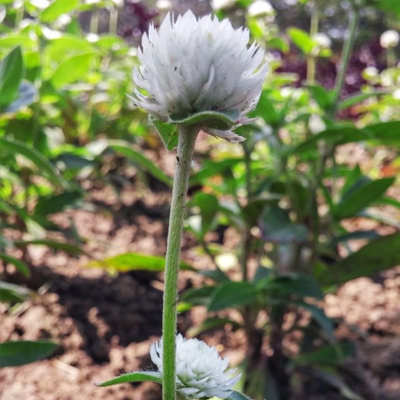 Gomphrena Audray White Seed