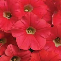 Petunia Shock Wave Coral Crush F1 Seed