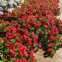 Petunia Shock Wave Red Imp F1 Seed