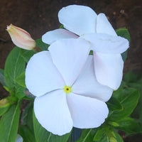 Vinca Solar Mix F1 Seed