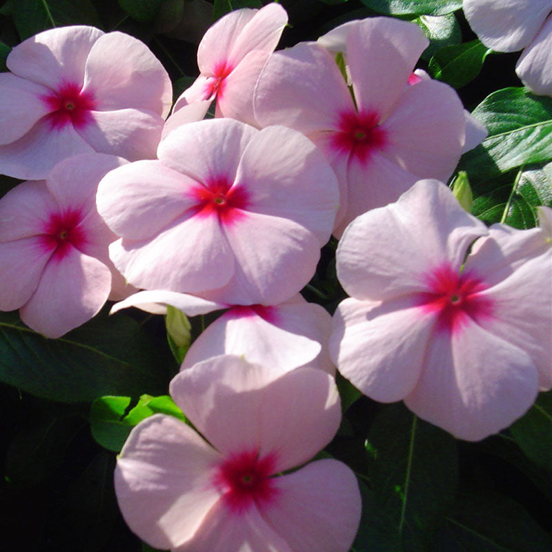 Vinca Solar Mix F1 Seed