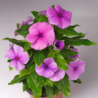Vinca Solar Mix F1 Seed