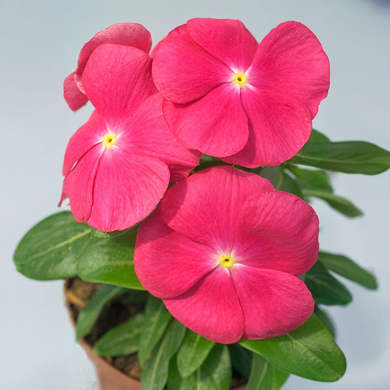 Vinca Solar Mix F1 Seed