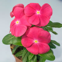 Vinca Solar Mix F1 Seed