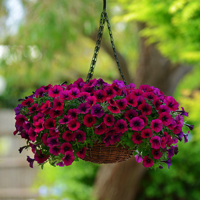 Petunia Shock Wave Deep Purple Imp F1 Seed