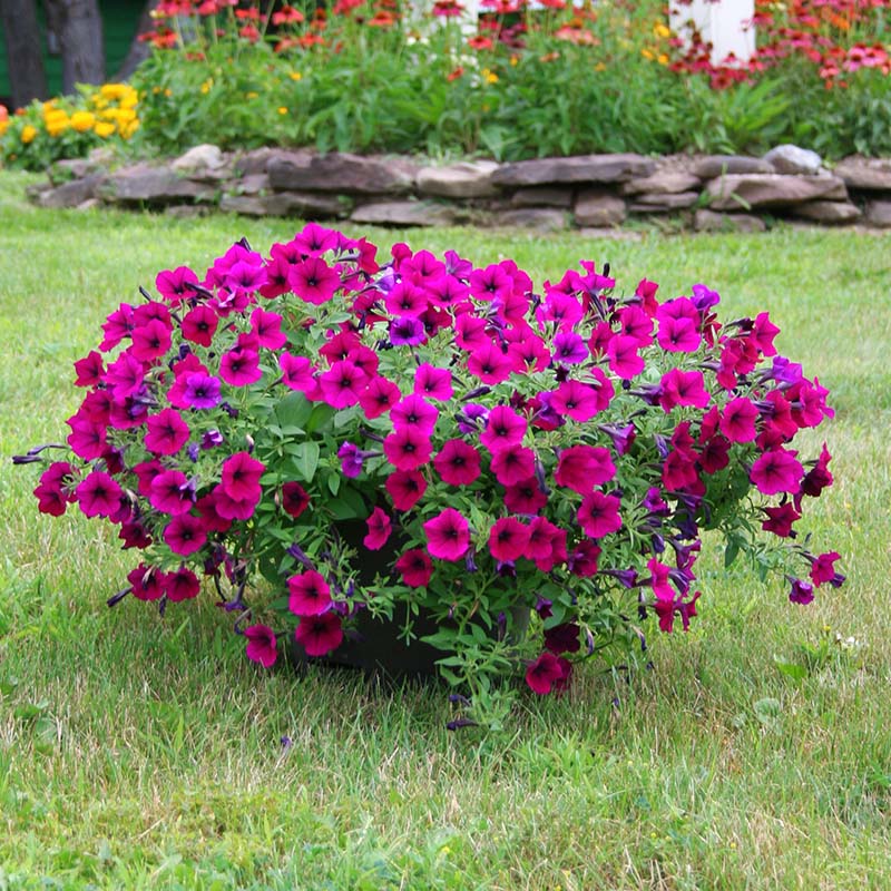 Petunia Shock Wave Deep Purple Imp F1 Seed