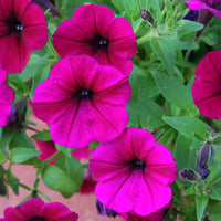 Petunia Shock Wave Deep Purple Imp F1 Seed