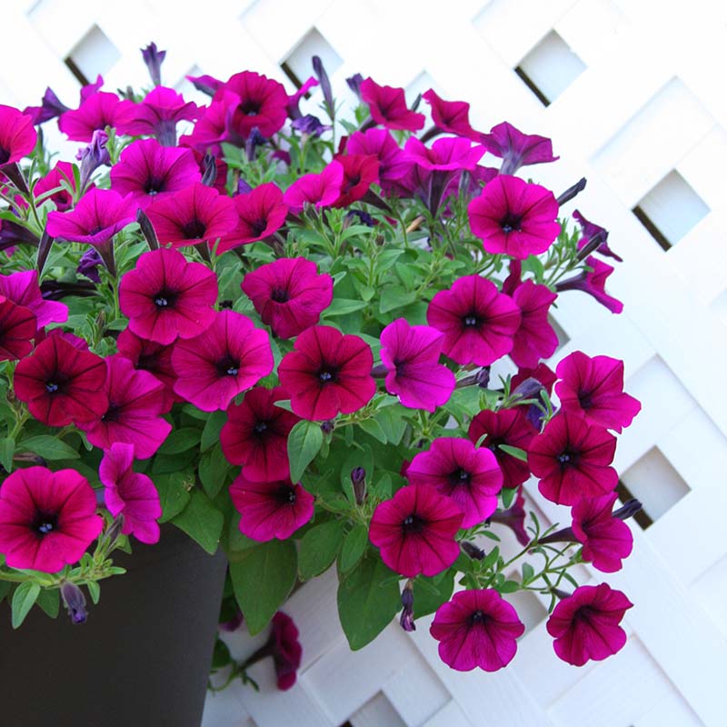 Petunia Shock Wave Deep Purple Imp F1 Seed