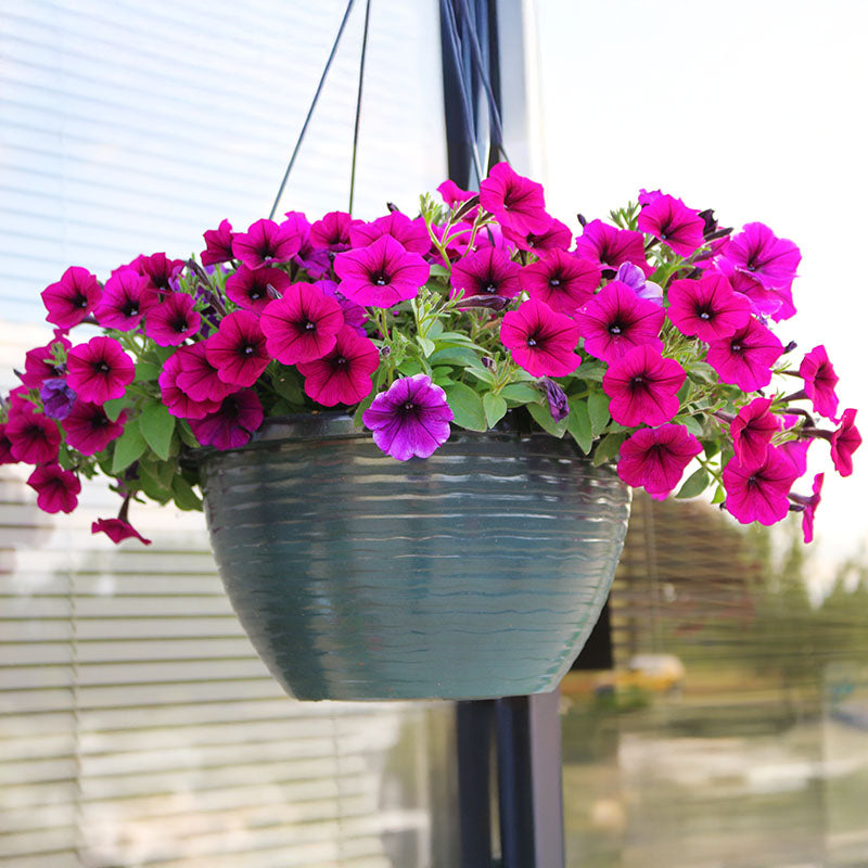 Petunia Shock Wave Deep Purple Imp F1 Seed