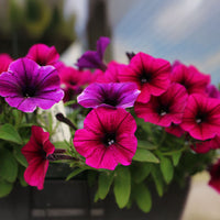 Petunia Shock Wave Deep Purple Imp F1 Seed