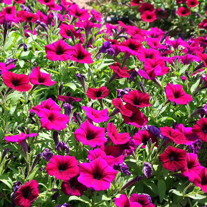 Petunia Shock Wave Deep Purple Imp F1 Seed