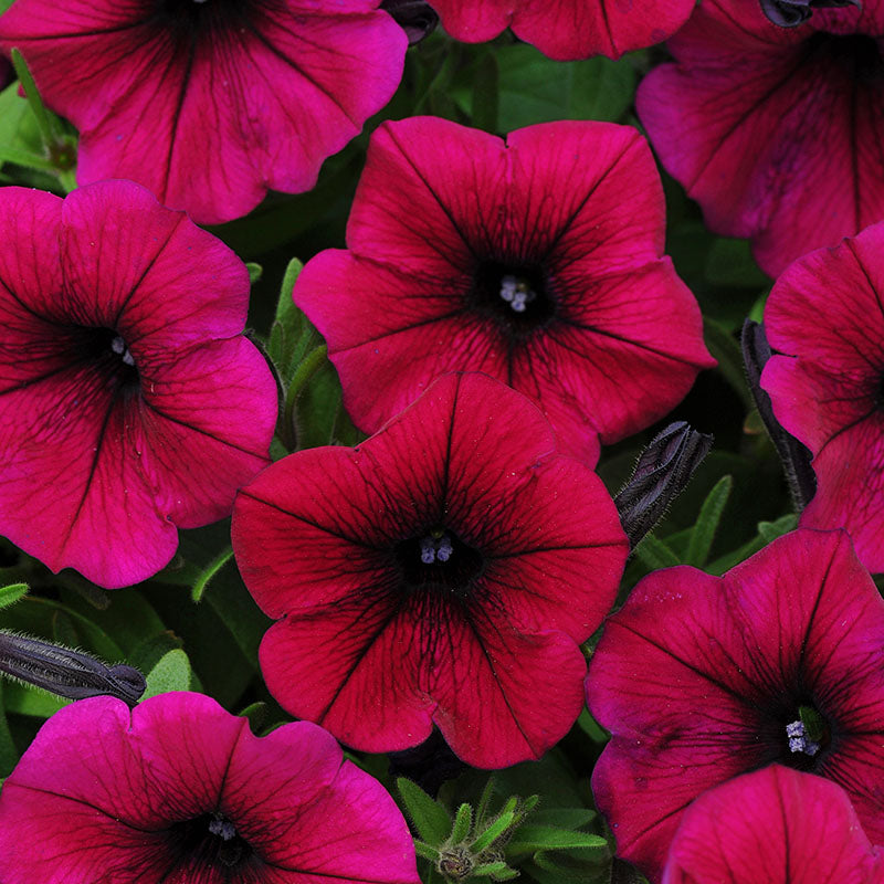 Petunia Shock Wave Deep Purple Imp F1 Seed