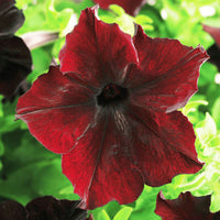 Petunia Sophistica Blackberry F1 Seed