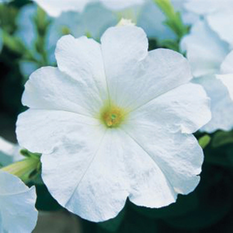 Petunia Trilogy White F1 Seed