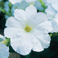 Petunia Trilogy White F1 Seed
