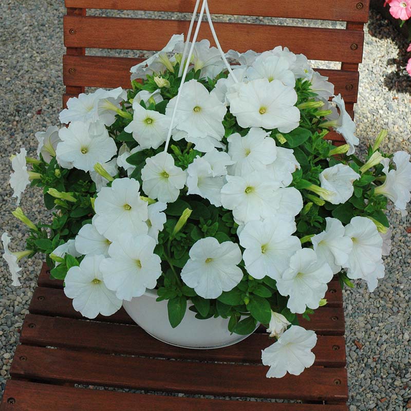 Petunia Trilogy White F1 Seed
