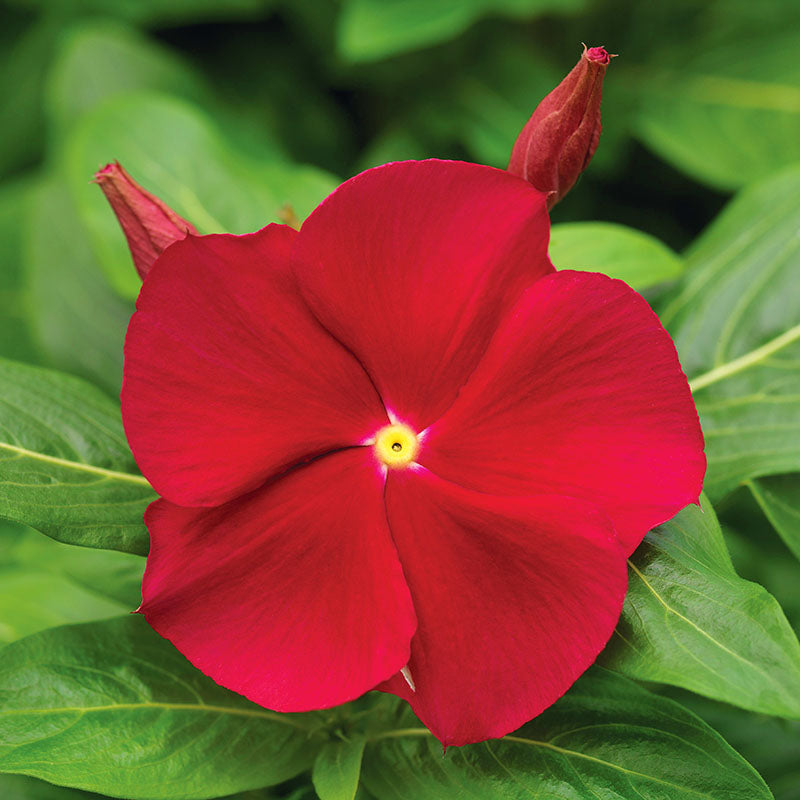 Vinca Cora Red F1 Seed