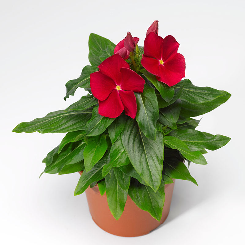 Vinca Cora Red F1 Seed