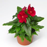 Vinca Cora Red F1 Seed