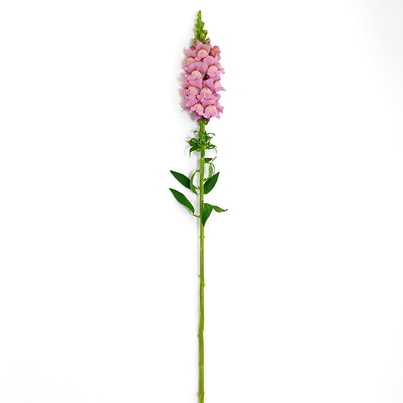 Snapdragon Potomac Lavender F1 Seed