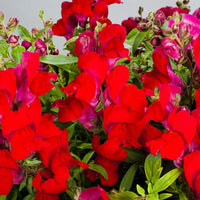 Snapdragon Candy Showers Mix F1 Seed