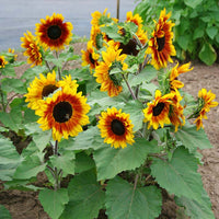 Sunflower Rio Carnival F1 Seed
