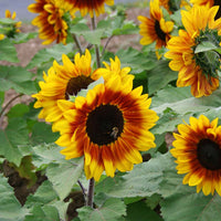 Sunflower Rio Carnival F1 Seed
