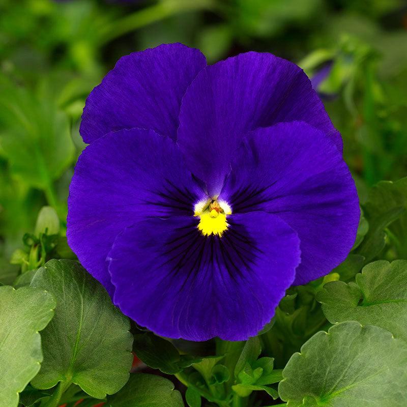 Pansy Delta Premium Deep Blue With Blotch F1 Seed