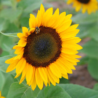 Sunflower Premier Orange F1 Seed