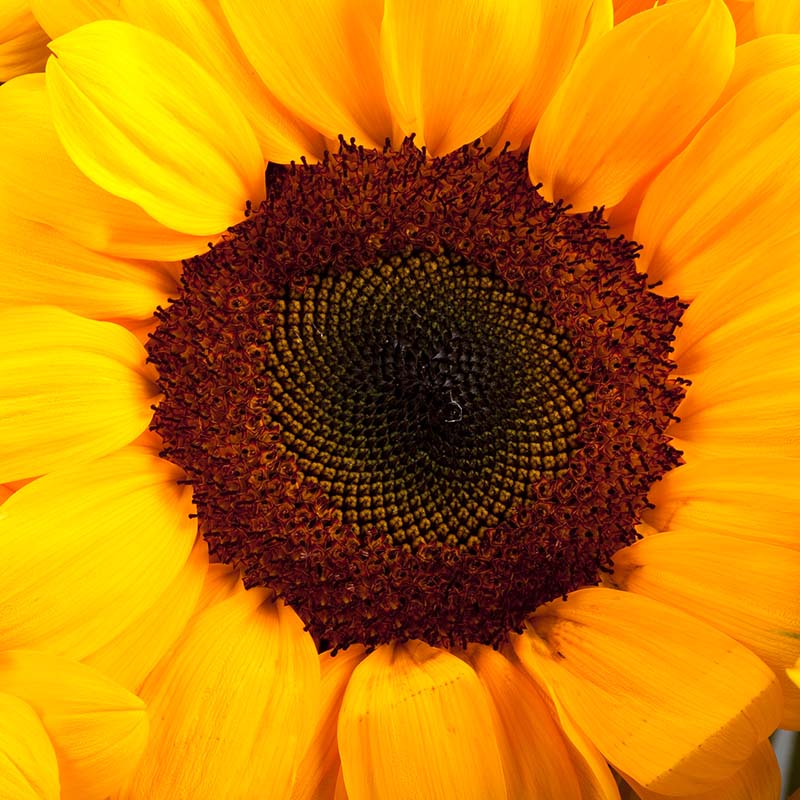 Sunflower Vincent's Choice F1 Seed