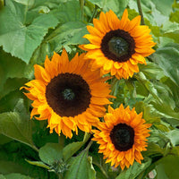 Sunflower Copper Queen F1 Seed